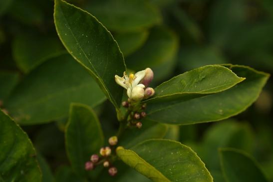 CERERIA MOLLÁ 