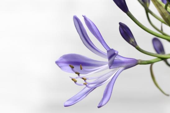 CERERIA MOLLÁ 