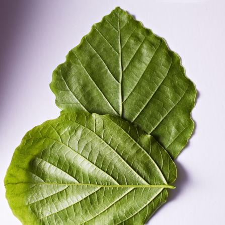 dr. hauschka makeup zaubernuss
